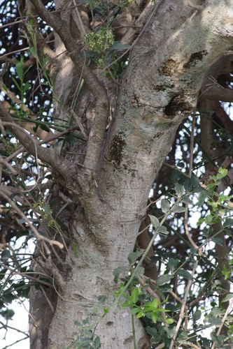 Boscia oleoides