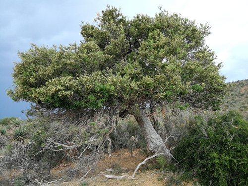 Boscia oleoides