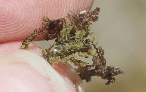 Bostrychia tenella