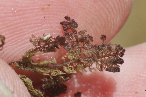 Bostrychiaceae