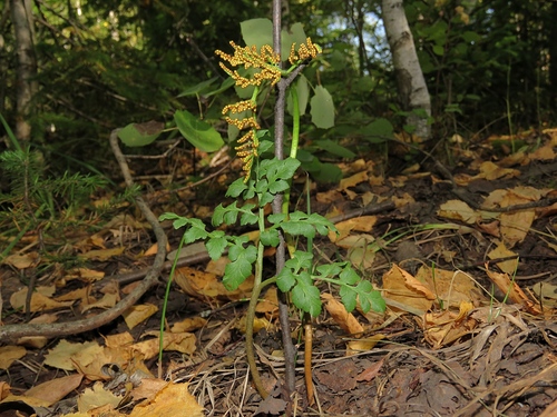 Botrychium ternatum