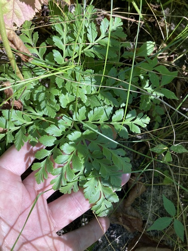 Botrychium ternatum