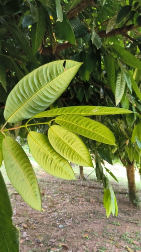 Bouea macrophylla