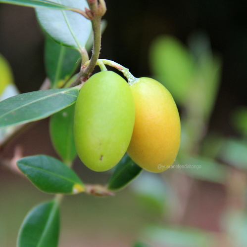 Bouea oppositifolia