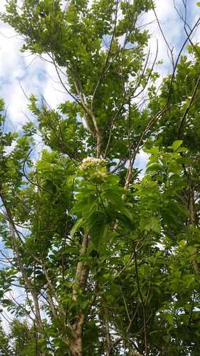 Bourreria oxyphylla