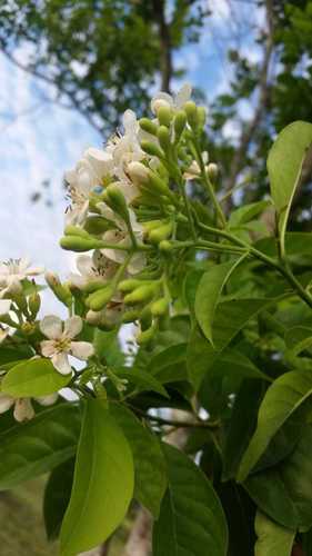 Bourreria oxyphylla