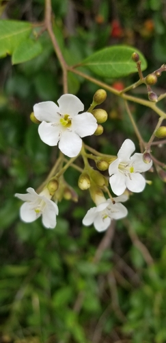 Bourreria succulenta