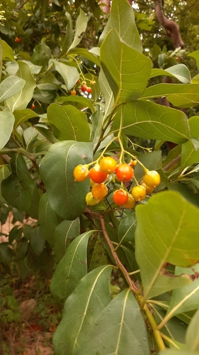 Bourreria succulenta