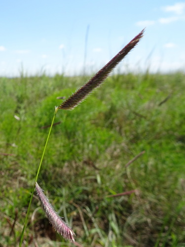 Bouteloua gracilis