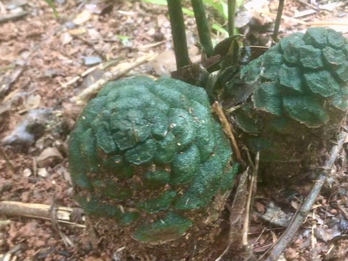 Bowenia spectabilis