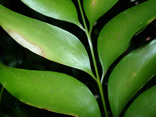 Bowenia spectabilis