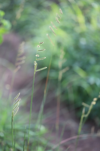 Brachiaria jubata