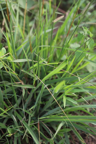 Brachiaria jubata