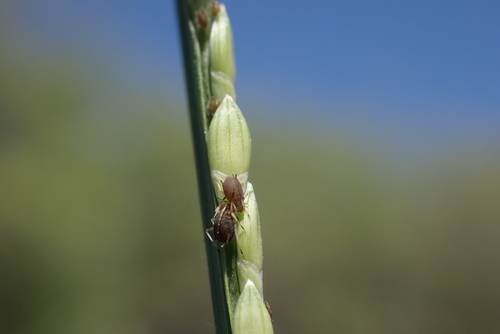 Brachiaria subquadripara