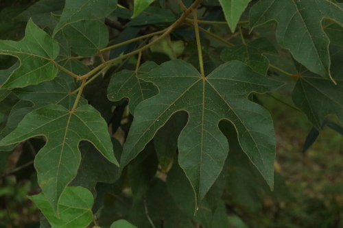 Brachychiton discolor