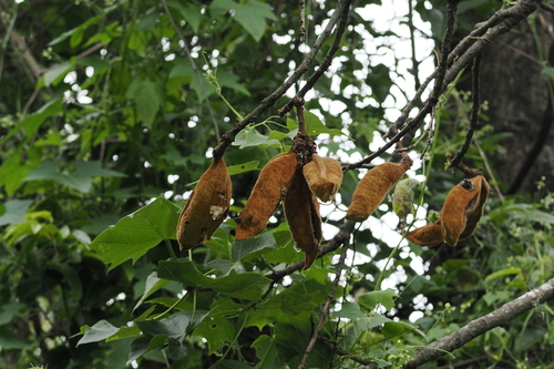 Brachychiton discolor
