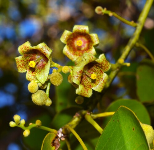 Brachychiton diversifolius