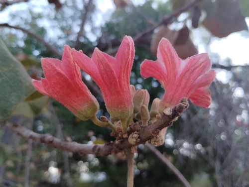 Brachychiton paradoxus