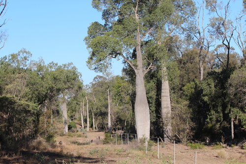 Brachychiton rupestris