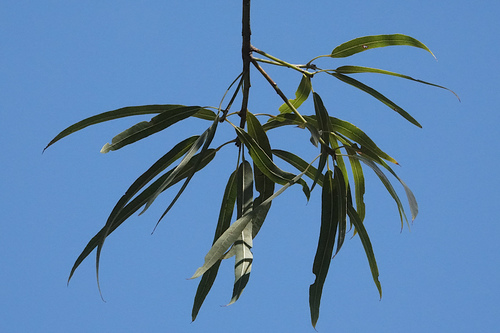 Brachychiton rupestris
