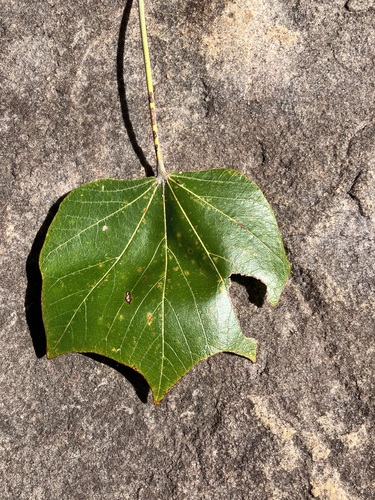 Brachychiton tridentatus
