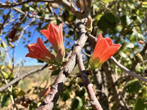 Brachychiton tridentatus