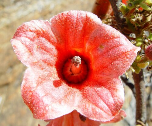 Brachychiton viscidulus