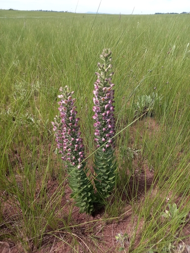 Brachycorythis pubescens