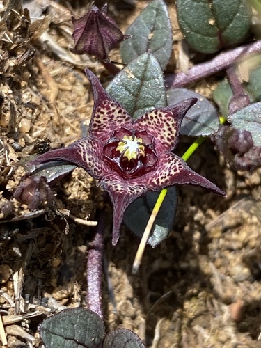 Brachystelma coddii