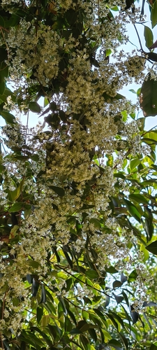 Brachystemma calycinum