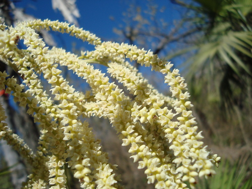 Brahea aculeata