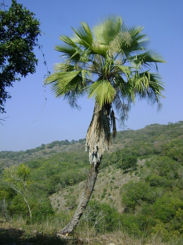 Brahea dulcis