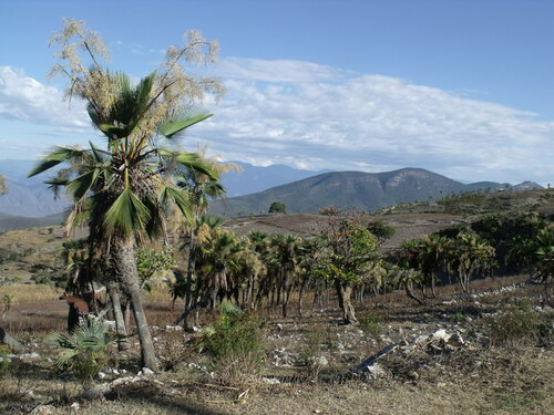 Brahea dulcis