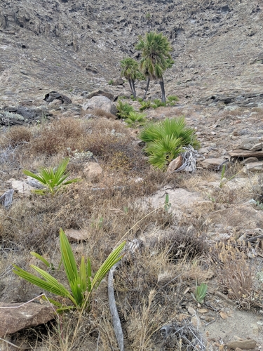 Brahea edulis