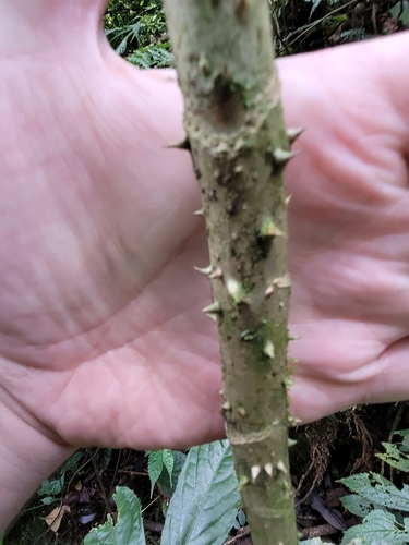 Brassaiopsis glomerulata