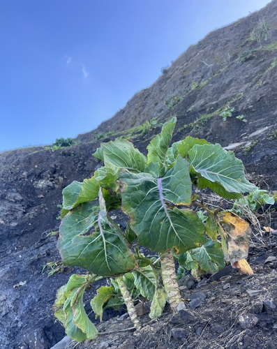 Brassica oleracea