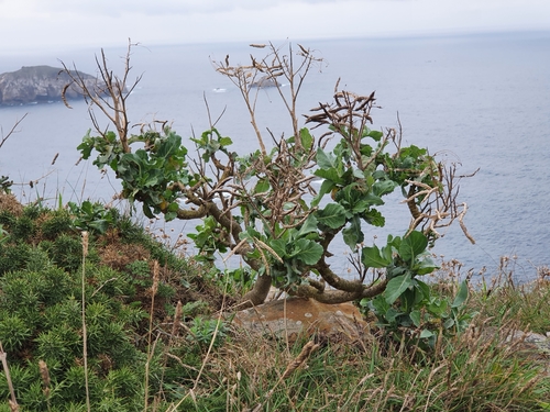 Brassica oleracea