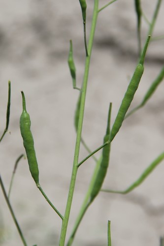 Brassica rapa