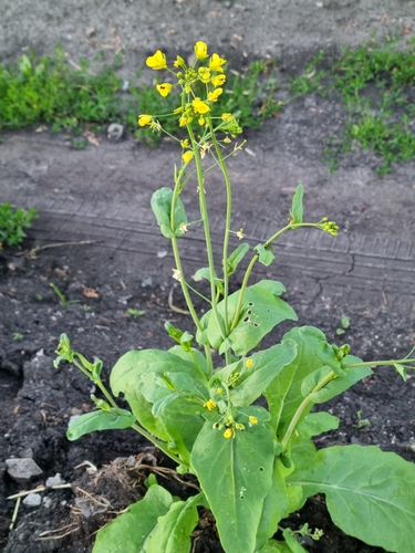 Brassica rapa