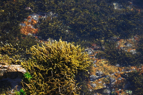Brassicophycus brassicaeformis