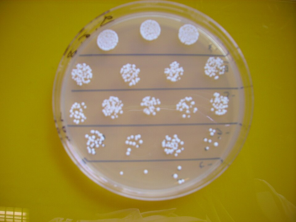 Brettanomyces lambicus