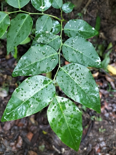 Breynia cernua