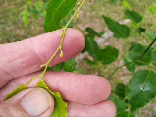 Breynia cernua