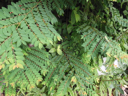 Breynia discigera