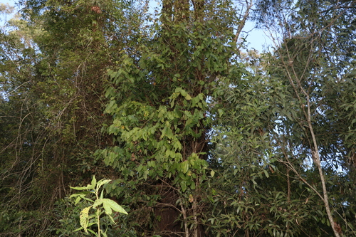Bridelia exaltata