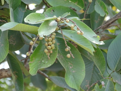 Bridelia squamosa