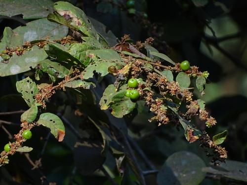 Bridelia stipularis