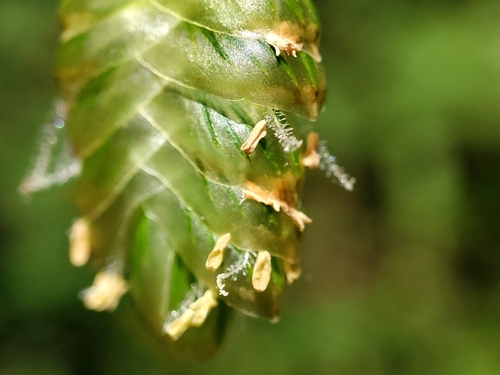 Briza maxima