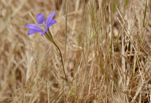 Brodiaea coronaria