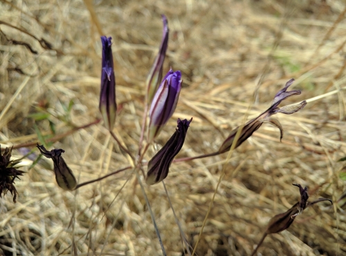 Brodiaea coronaria